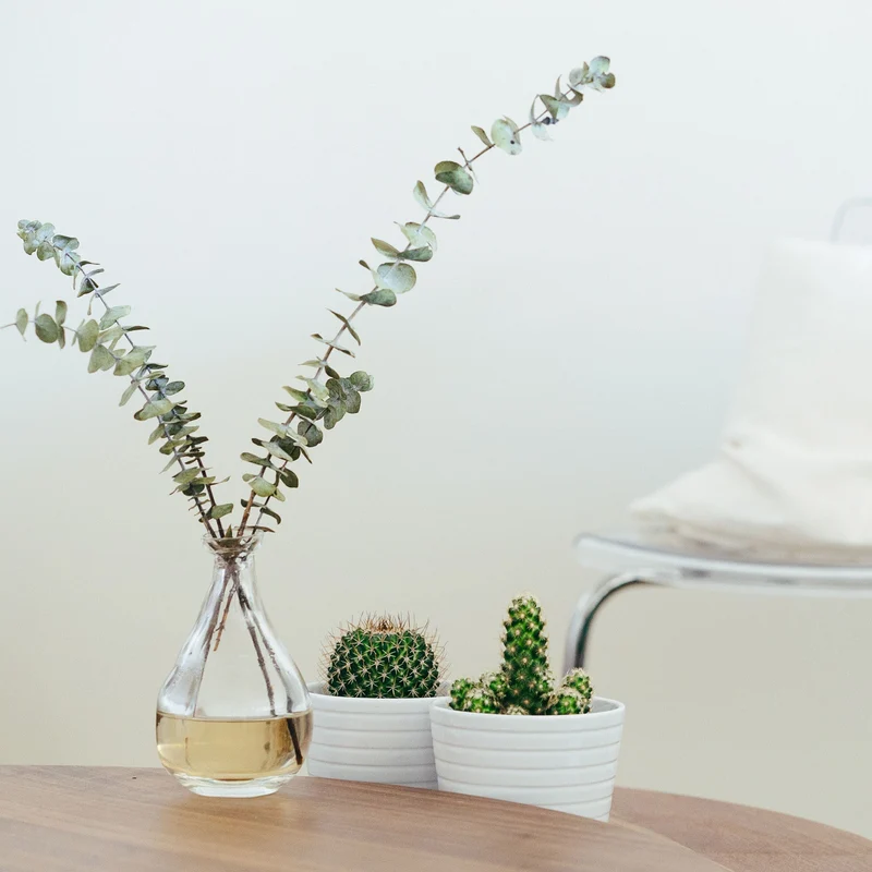 Desk Plant Variety Set